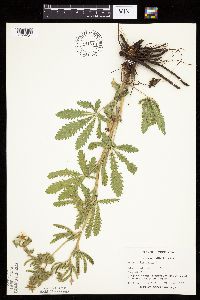 Potentilla recta image