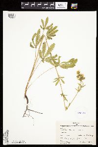 Potentilla recta image