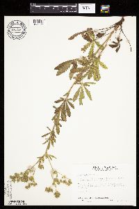 Potentilla recta image