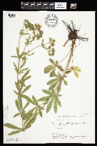 Potentilla recta image