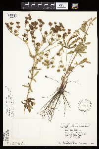 Potentilla recta image