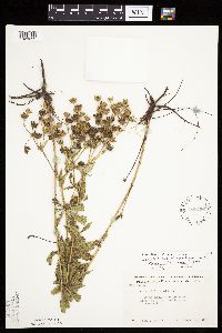 Potentilla recta image