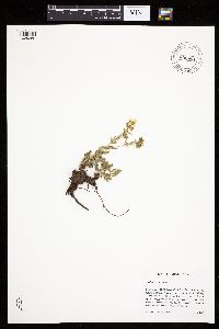 Potentilla recta image