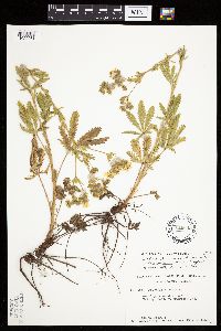Potentilla recta image