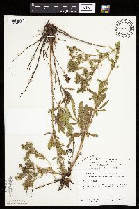 Potentilla recta image