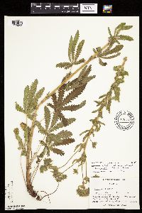 Potentilla recta image