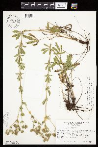 Potentilla recta image