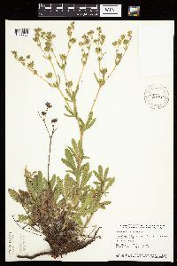 Potentilla recta image