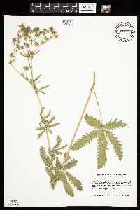 Potentilla recta image