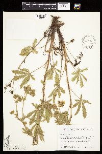 Potentilla recta image