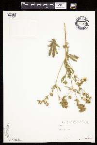 Potentilla recta image