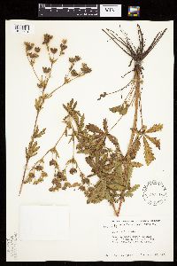Potentilla recta image