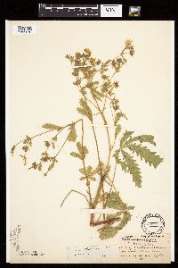 Potentilla recta image