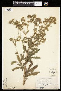 Potentilla recta image