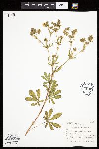 Potentilla recta image