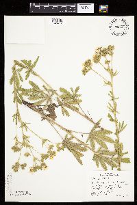 Potentilla recta image