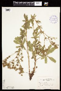 Potentilla recta image