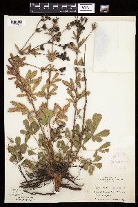 Potentilla recta image