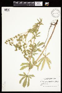 Potentilla recta image