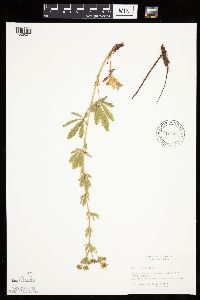 Potentilla recta image
