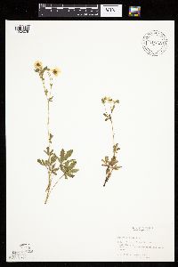 Potentilla recta image