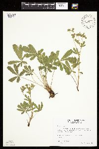 Potentilla recta image