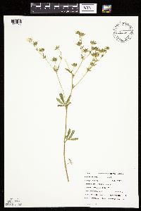 Potentilla recta image