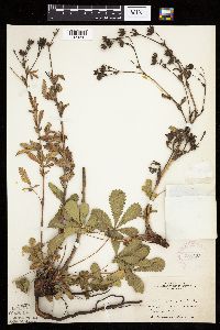 Potentilla recta image