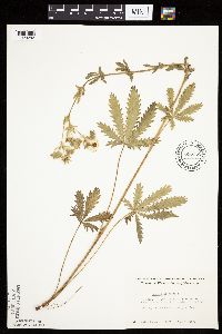 Potentilla recta image