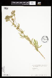 Potentilla recta image