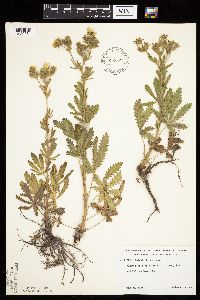 Potentilla recta image