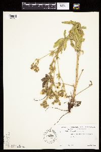 Potentilla recta image