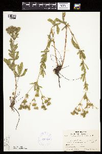 Potentilla recta image