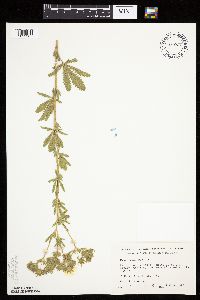 Potentilla recta image