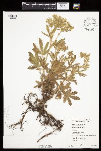 Potentilla recta image
