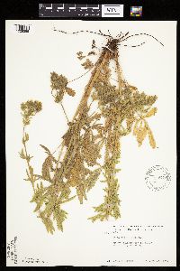 Potentilla recta image