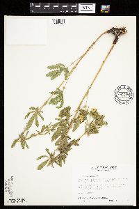 Potentilla recta image