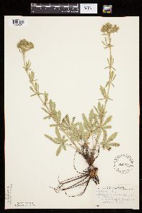 Potentilla recta image
