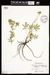 Potentilla recta image