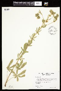 Potentilla recta image