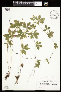 Potentilla simplex image