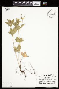 Potentilla simplex image