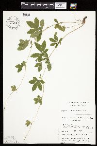 Potentilla simplex image