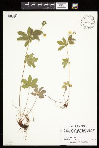 Potentilla simplex image
