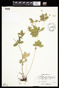 Potentilla simplex image