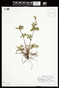 Potentilla simplex image