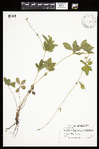 Potentilla simplex image