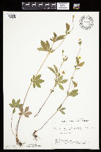 Potentilla simplex image