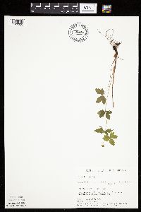 Potentilla simplex image