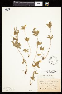 Potentilla simplex image